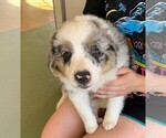 Small Photo #1 Miniature Australian Shepherd Puppy For Sale in ESCONDIDO, CA, USA