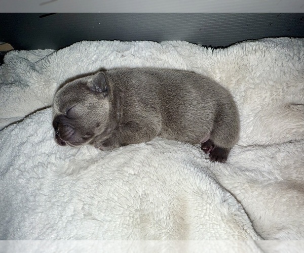 Medium Photo #10 French Bulldog Puppy For Sale in BIG RAPIDS, MI, USA