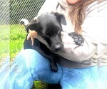 Small Photo #2 Mutt Puppy For Sale in Hinton, WV, USA