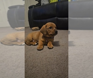 Dachshund Puppy for sale in SPIRO, OK, USA