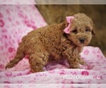 Small Photo #4 Cockapoo-Poodle (Miniature) Mix Puppy For Sale in LIBERTY, KY, USA