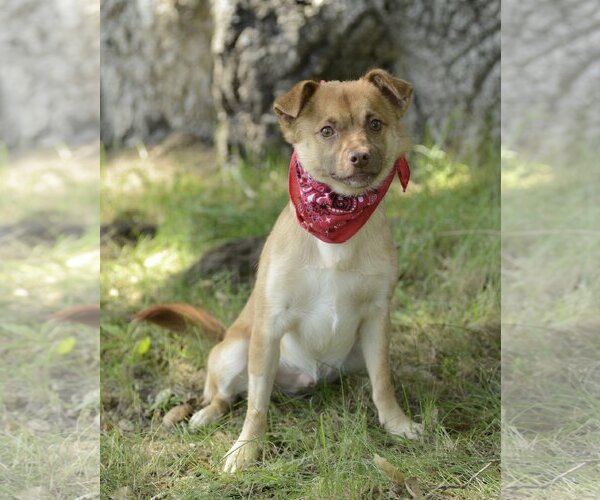 Medium Photo #1 Chiranian Puppy For Sale in Dana Point, CA, USA