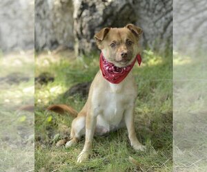 Chiranian Dogs for adoption in Dana Point, CA, USA