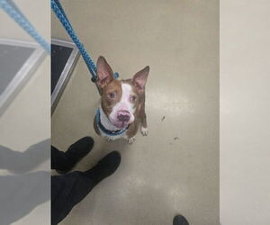 Mutt Dogs for adoption in Easton, MD, USA