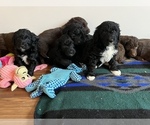 Small Photo #46 Golden Mountain Doodle  Puppy For Sale in REYNOLDSBURG, OH, USA