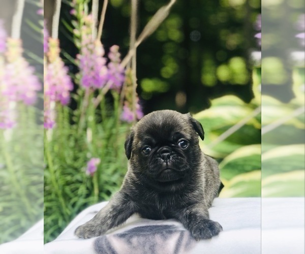 Medium Photo #2 Pug Puppy For Sale in CANTON, CT, USA