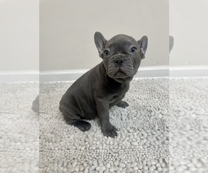 French Bulldog Puppy for sale in CHARLESTON, SC, USA