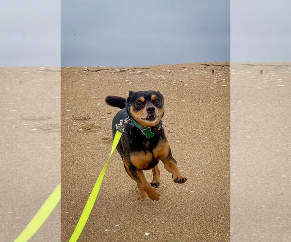 Medium Photo #12 Chipin Puppy For Sale in Newport Beach, CA, USA