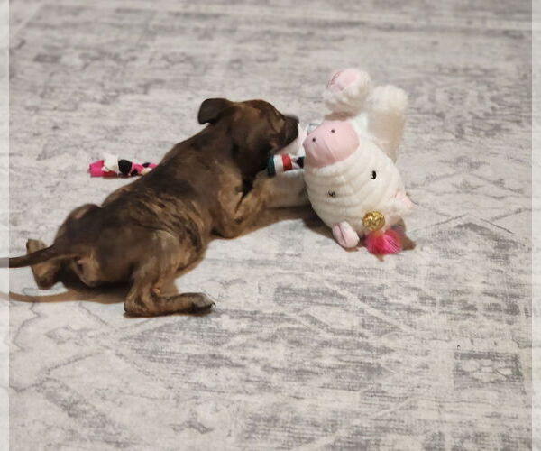 Medium Photo #5 Chihuahua-Unknown Mix Puppy For Sale in Wheaton, IL, USA
