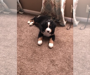Bernese Mountain Dog Puppy for sale in SELLERSBURG, IN, USA