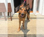 Small #5 German Shepherd Dog