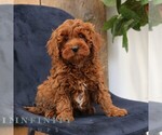Small #3 Goldendoodle (Miniature)