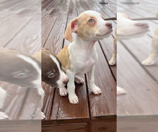 Medium Photo #12 German Shorthaired Lab Puppy For Sale in Brewster, NY, USA