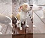 Small #11 German Shorthaired Lab