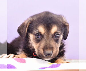 Australian Shepherd-Unknown Mix Dogs for adoption in Sheridan, CO, USA