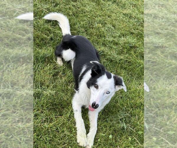 Medium Photo #9 Border Collie Puppy For Sale in Highland, IL, USA