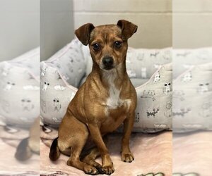 Chihuahua Dogs for adoption in Santa Maria, CA, USA