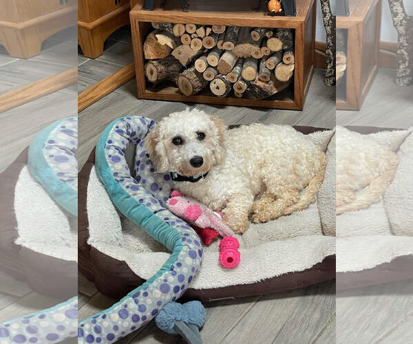 Medium Photo #1 Poodle (Miniature)-Unknown Mix Puppy For Sale in Wheaton, IL, USA