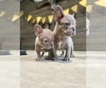 Puppy Biggie French Bulldog