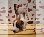 Puppy Puppy 3 Jack Russell Terrier