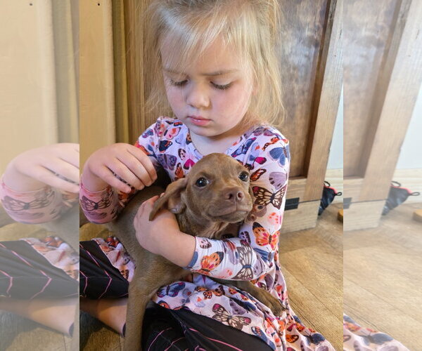 Medium Photo #3 Mutt Puppy For Sale in New London, WI, USA