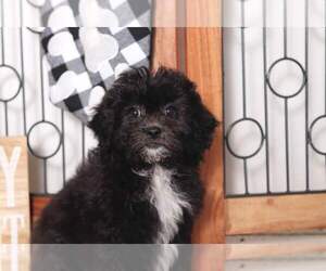 Zuchon Puppy for sale in NAPLES, FL, USA