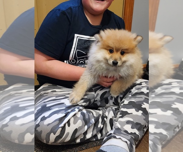 Medium Photo #3 Pomeranian Puppy For Sale in MIDDLEBORO, MA, USA