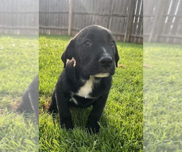 Medium Photo #4 Australian Shepherd-Great Pyrenees Mix Puppy For Sale in Aurora, IN, USA