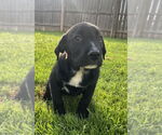 Small #3 Australian Shepherd-Great Pyrenees Mix