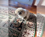 Small #3 Pekingese