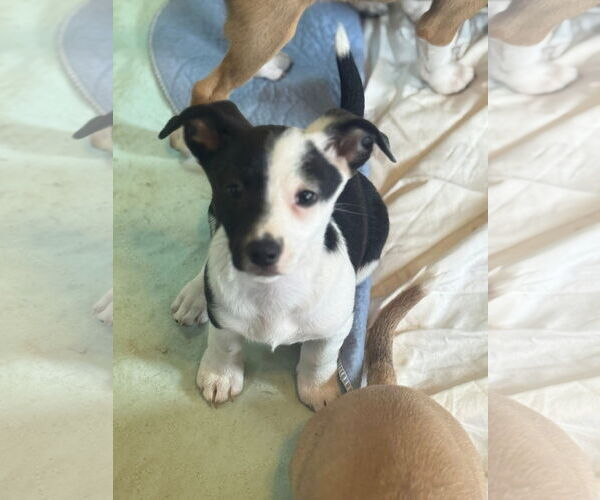 Medium Photo #1 Jack Chi Puppy For Sale in Slidell, LA, USA
