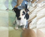 Small Jack Chi