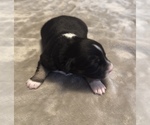 Small Photo #32 Australian Shepherd Puppy For Sale in SALISBURY, NC, USA