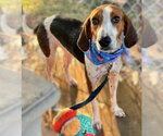 Small #6 American Foxhound