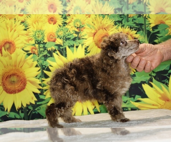Medium Photo #2 Poodle (Toy) Puppy For Sale in DYERSBURG, TN, USA