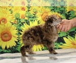 Maurice - Male Poodle (Toy) Puppy for Sale - Photo #2