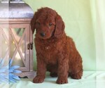 Small Photo #1 Irish Setter-Poodle (Miniature) Mix Puppy For Sale in NEWMANSTOWN, PA, USA