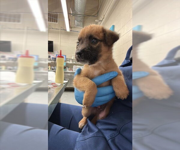 Medium Photo #1 Mutt Puppy For Sale in Waco, TX, USA