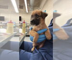 BECKWORTH - Male Mutt Dog for Adoption - Small photo