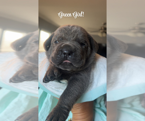 Medium Photo #1 Cane Corso Puppy For Sale in JOLIET, IL, USA