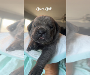 Cane Corso Puppy for sale in JOLIET, IL, USA