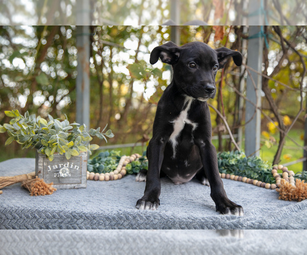 Medium Photo #6 Border Collie-Boxer Mix Puppy For Sale in MILLERSBURG, IN, USA