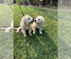Great Pyrenees Puppy for sale in SEBASTOPOL, CA, USA