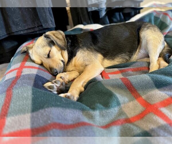 Medium Photo #4 Beagle-Unknown Mix Puppy For Sale in  Ramona, CA, USA