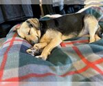 Small Photo #4 Beagle-Unknown Mix Puppy For Sale in  Ramona, CA, USA