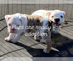 Puppy Puppy 5 English Bulldog