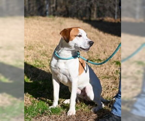 Medium Photo #7 Mutt Puppy For Sale in Glen Allen, VA, USA