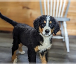 Bernese Mountain Dog Puppy for sale in QUARRYVILLE, PA, USA