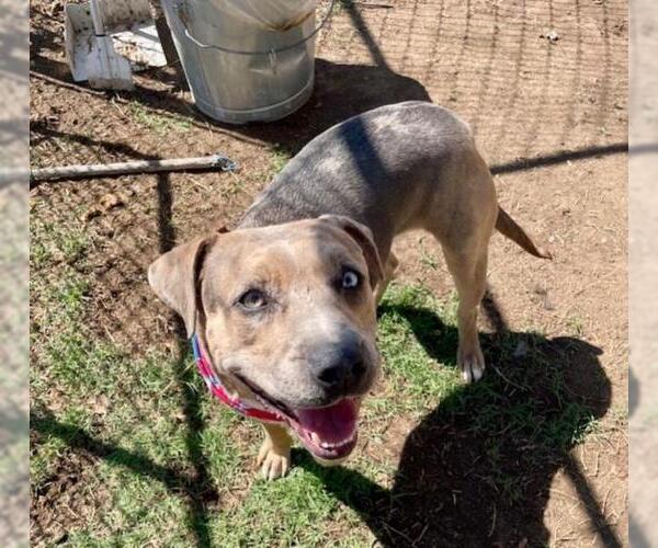 Medium Photo #1 Mutt Puppy For Sale in Tulsa, OK, USA