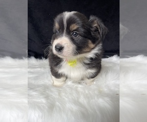 Pembroke Welsh Corgi Puppy for sale in LANCASTER, PA, USA